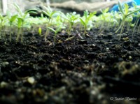 /album/vivero-municipal-nuevo-chimbote/a2013-04-25-08-51-55-267-jpg/