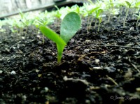 /album/vivero-municipal-nuevo-chimbote/a2013-04-25-08-52-01-726-jpg/