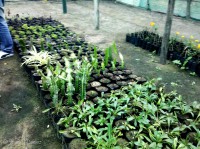 /album/vivero-municipal-nuevo-chimbote/a2013-04-25-08-53-47-948-jpg/