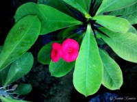 /album/vivero-municipal-nuevo-chimbote/a2013-04-25-08-54-52-398-jpg/